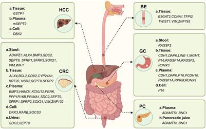 Advancements in the clinical application of gene methylation for early cancer detection